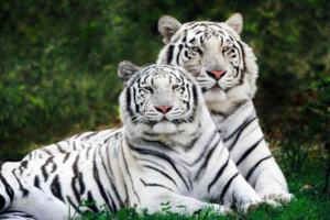 White Bengal Tigers Widescreen4331319982 300x200 - White Bengal Tigers Widescreen - Widescreen, white, tigers, Sumatran, Bengal